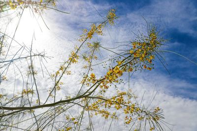 Low angle view of flowering plant against cloudy sky