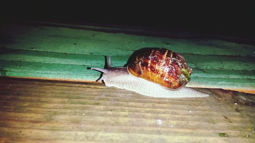 Close-up of snail