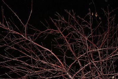 Low angle view of illuminated tree against sky at night