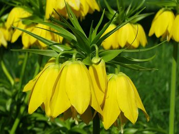 Close-up of yellow sunflower blooming outdoors