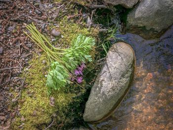 High angle view of moss growing on rock