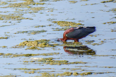 Close-up of duck in lake