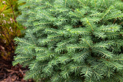 plant