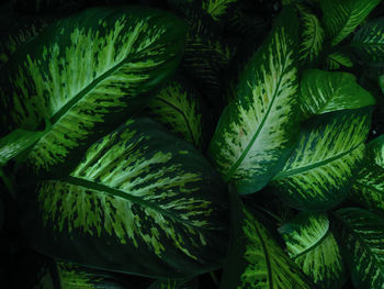 Full frame shot of fresh green plants