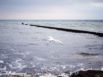 Seagull flying over sea against sky