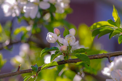 Close-up of white flowering plant