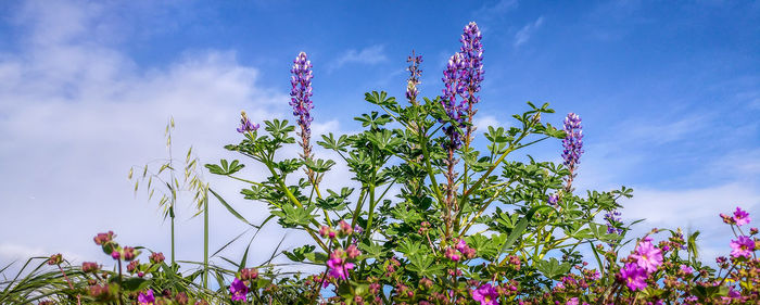 Low angle view of blooming tree against sky