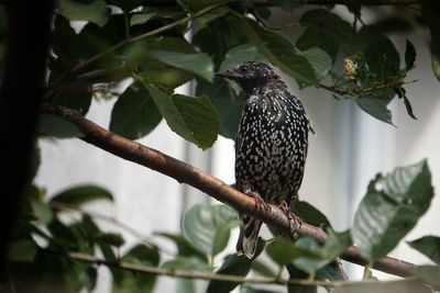 Low angle view of bird perching on tree