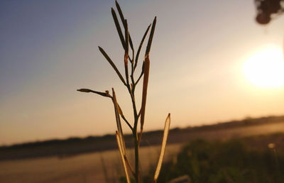 Close-up of plant on field against sky during sunset