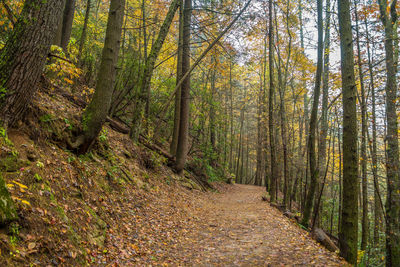 Trees in forest