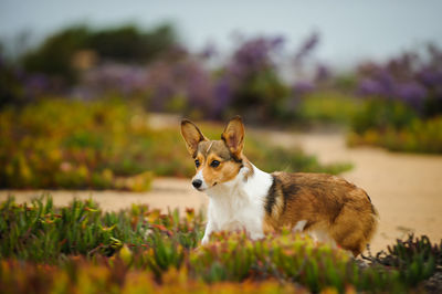 View of dog in garden