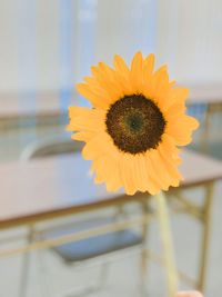 Close-up of sunflower