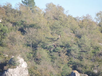 View of an animal on rock