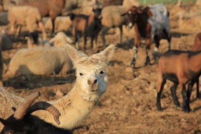 Portrait of sheep on a field