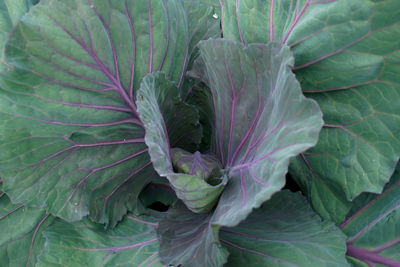 Full frame shot of cabbage
