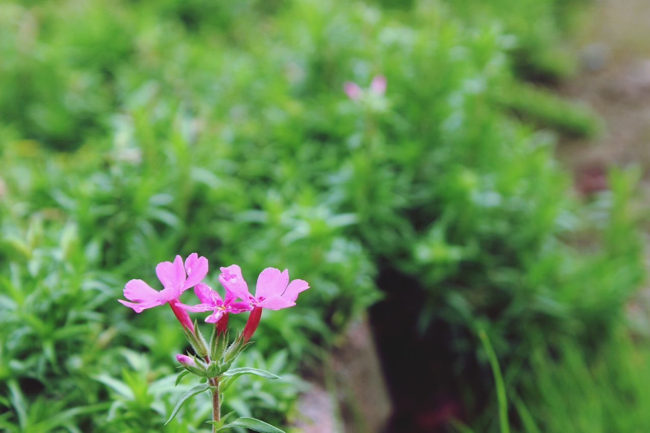 flower, freshness, growth, fragility, petal, beauty in nature, blooming, flower head, pink color, plant, focus on foreground, nature, close-up, in bloom, green color, selective focus, stem, field, day, outdoors