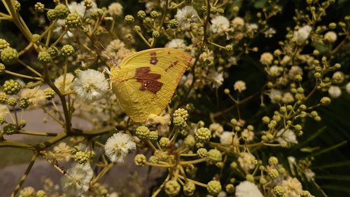 Close-up of butterfly pollinating flower