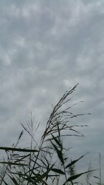 Low angle view of plants against cloudy sky