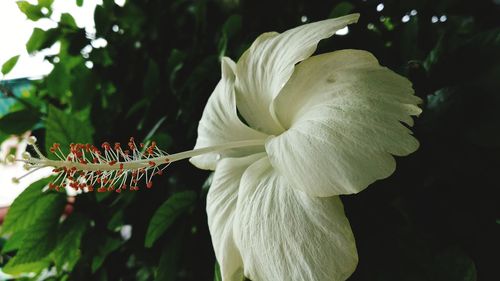 Close-up of white hibiscus flower