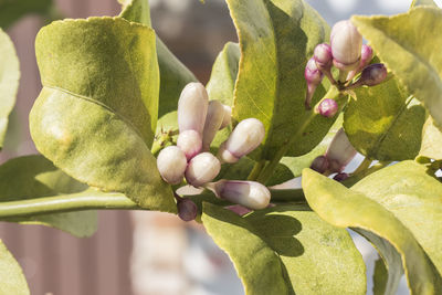 Close-up of plant