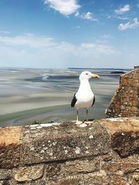 Seagull perching on a wall