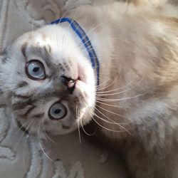 Close-up portrait of a cat