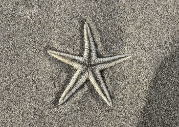 High angle view of starfish on beach