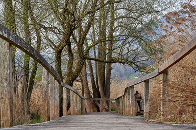 Footpath amidst bare trees in forest