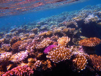 High angle view of coral in sea