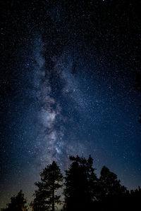 Low angle view of trees against sky at night