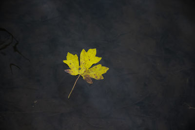 High angle view of yellow maple leaf on land
