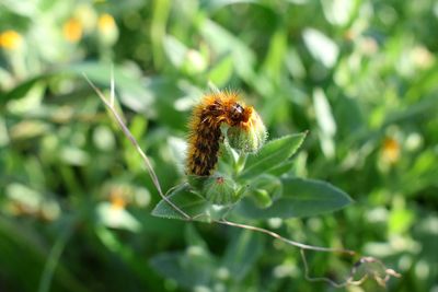 Close-up of insect on flower