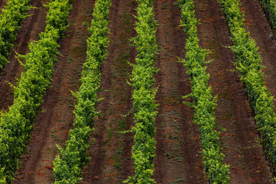 Plants growing on field