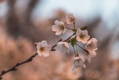 Close-up of cherry blossoms in spring