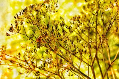 Close-up of yellow flowers