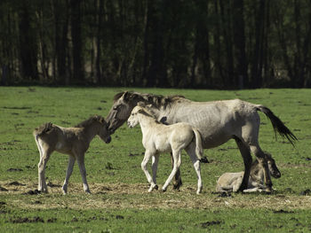 Widl horses in germany