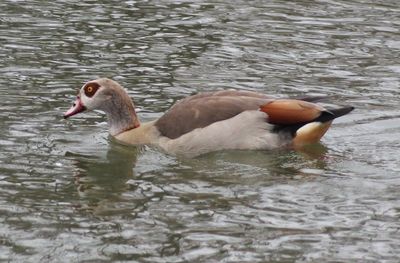 Close-up of duck swimming in lake