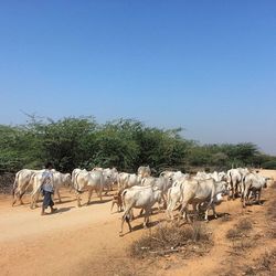 Sheep grazing on field