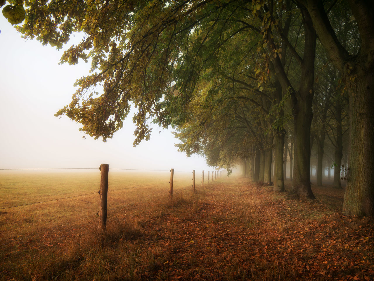 nature, tree, beauty in nature, tranquility, tranquil scene, growth, sunset, no people, landscape, outdoors, day