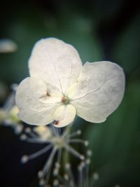Close-up of white flowers