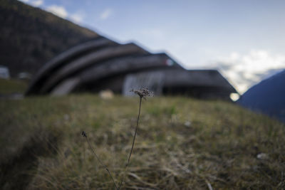 Low angle view of building on grassy field