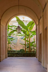 Potted plants seen through window of building