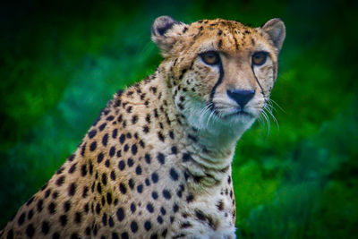 Close-up portrait of lion