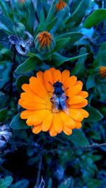 Close-up of bee on flower