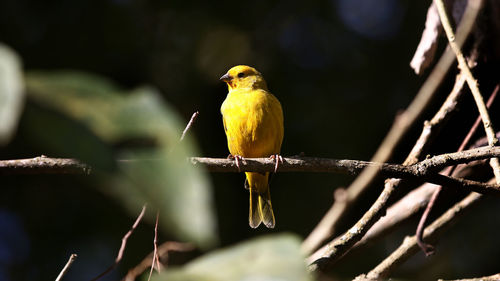 Close-up of bird perching on branch