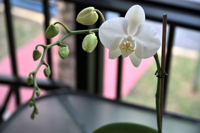 Close-up of flowers