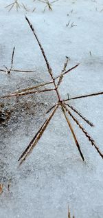 High angle view of frozen plants during winter