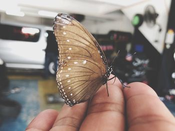 Close-up of butterfly on hand