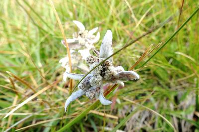 Close-up of honey bee on grass in field