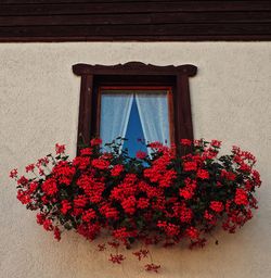 Low angle view of flowers on window